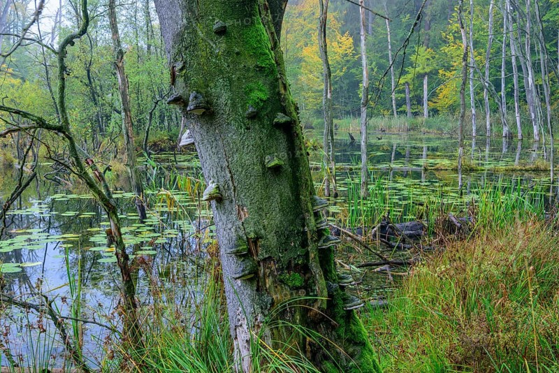 Schweingartensee in the UNESCO World Natural Heritage Site beech forest Serrahn in autumn