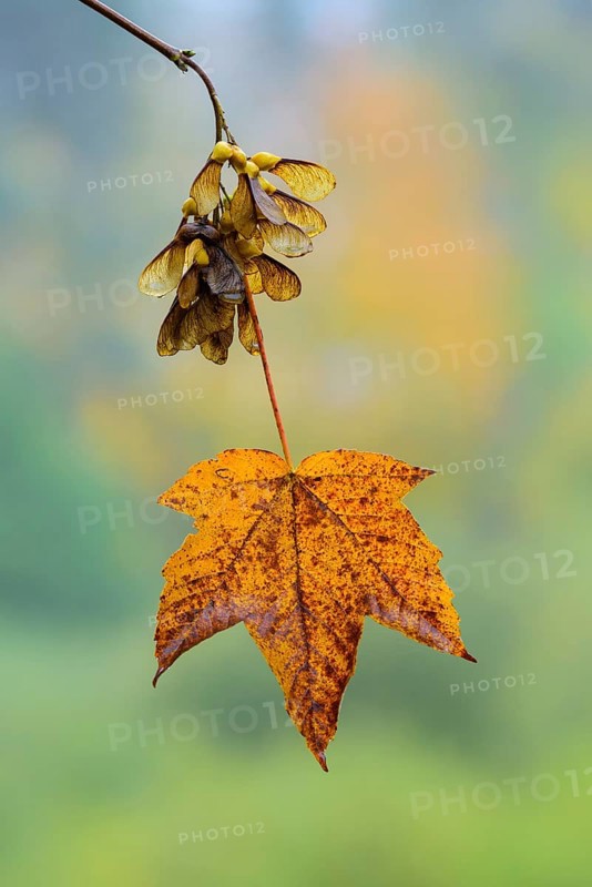Mapleleaf (Acer) with winged seed
