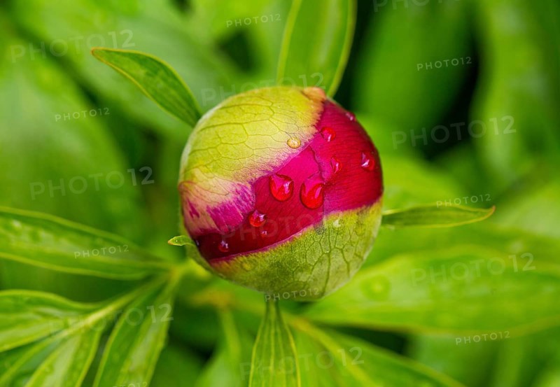 European peony