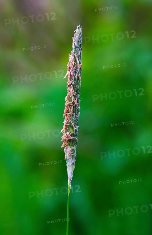 Meadow foxtail (Alopecurus pratensis)