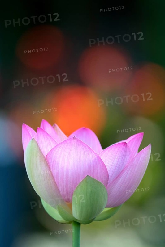 Pink lotus flower (Nelumbo nucifera)