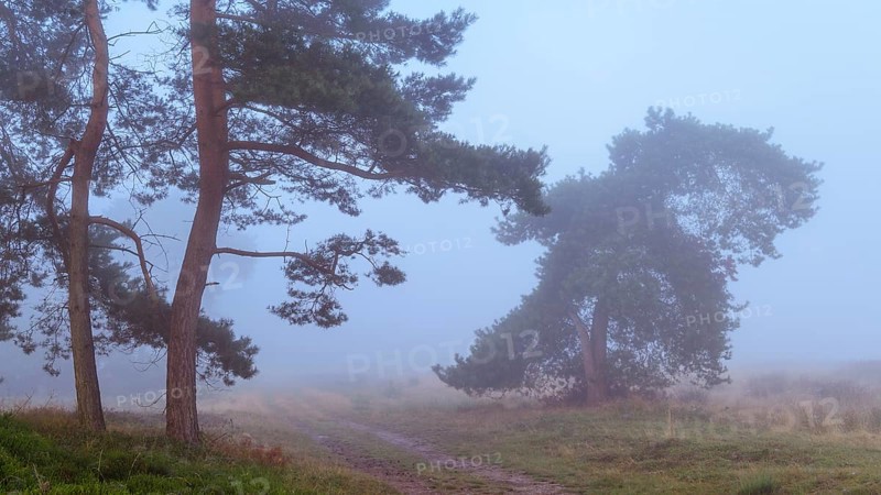 Pines (Pinaceae) in the blue hour in the fog in the heath