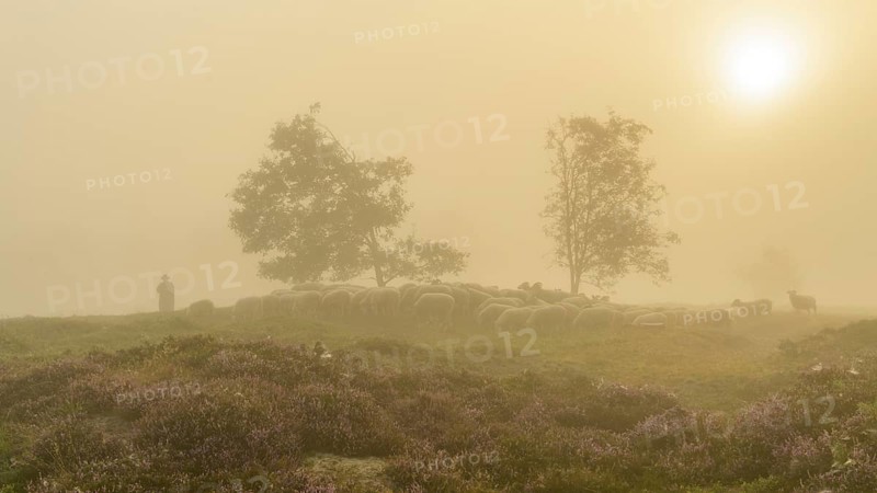 Shepherd with a flock of sheep in the heath at the Thuelsfeld dam at sunrise in the fog