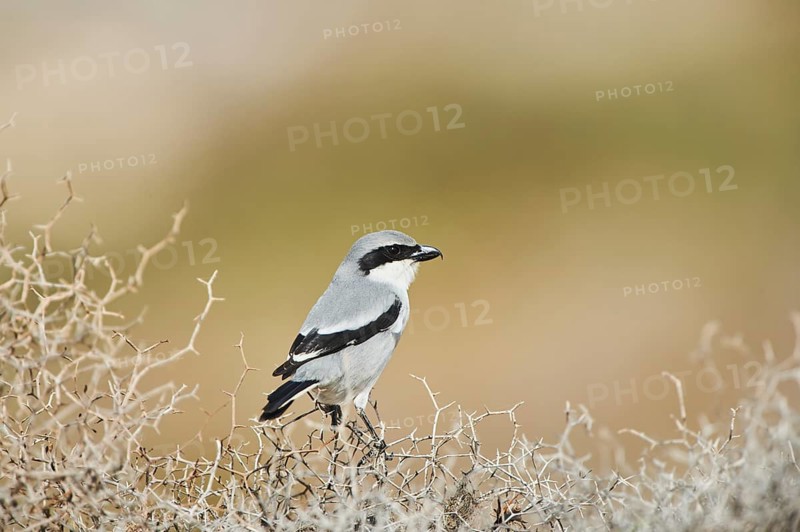 Great grey shrike (Lanius excubitor) sitting on dry bushes