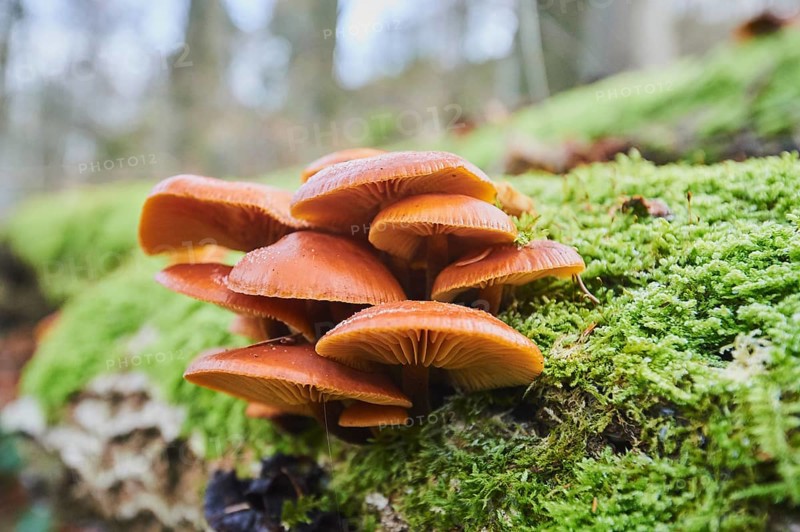 Golden needle mushroom (Flammulina velutipes) grow on mossy deadwood