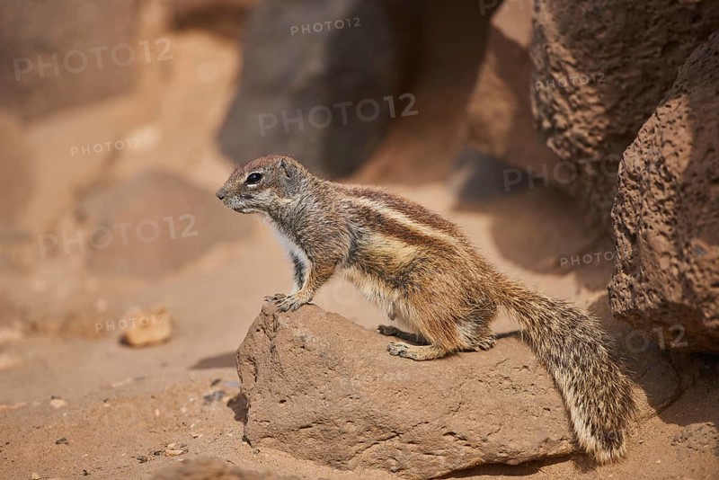 Barbary ground squirrel (Atlantoxerus getulus ) on rocks