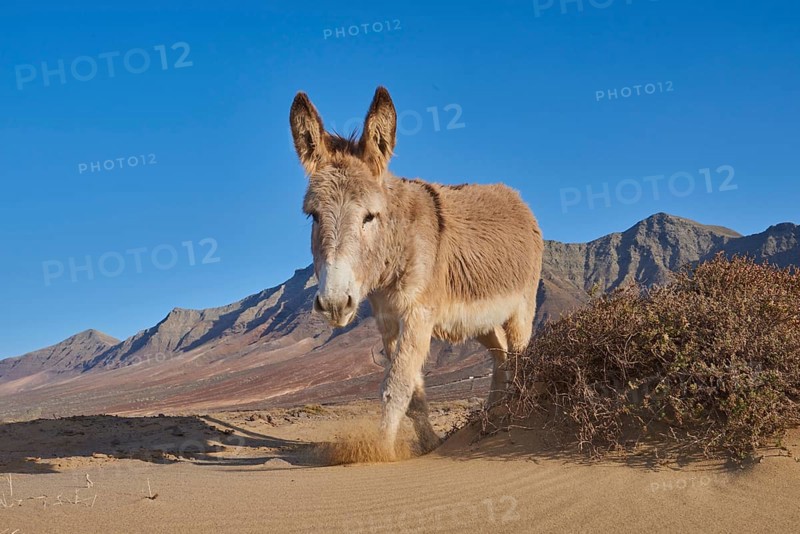 African wild ass (Equus africanus asinus ) at the beach