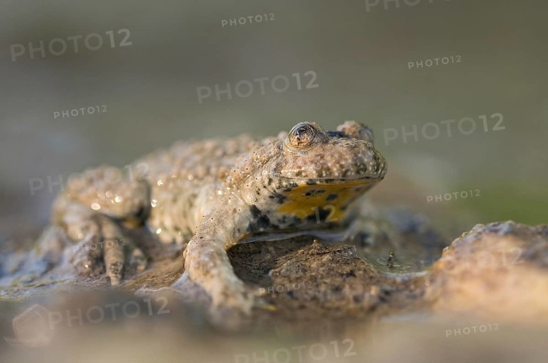 Yellow-bellied toad (Bombina variegata) sitting on the edge of a pond