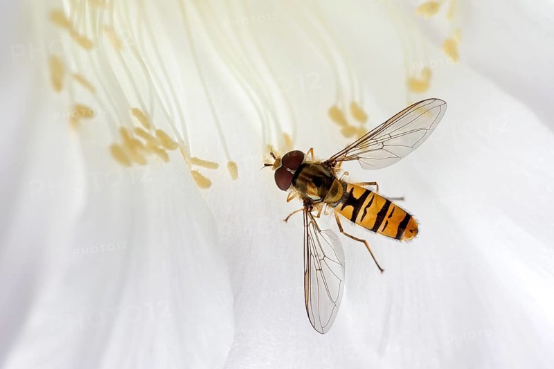 Hoverfly (Syrphidae) sitting on cactus flower (Echinopsis sp.)