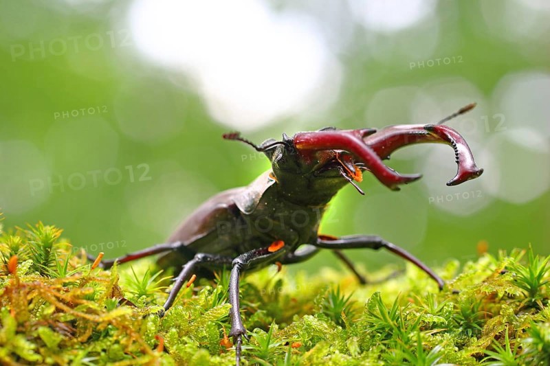 Stag beetle (Lucanus cervus) on a moss cushion