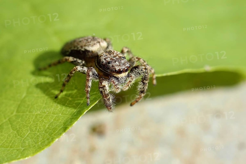 Zebra spider (Salticus scenicus) on one sheet