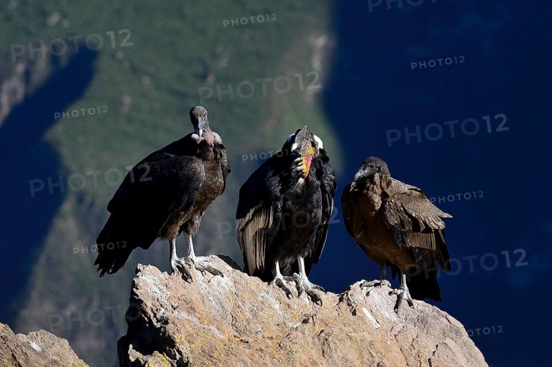 Andean condors (Vultur gryphus) sitting on a rock