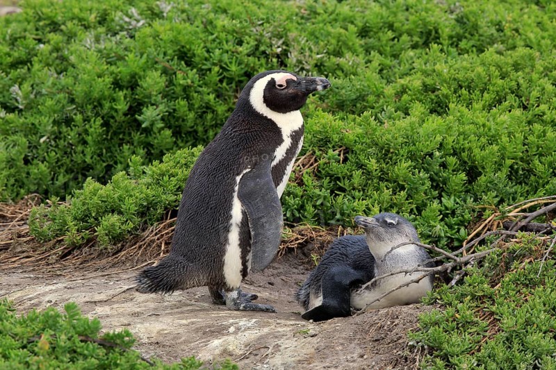 African penguin (Spheniscus demersus)