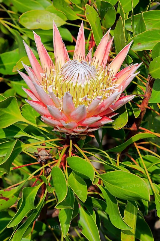 King Protea (Protea cynaroides)