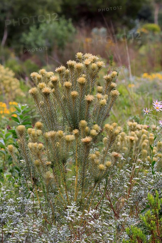 Phylica (Phylica pubescens)