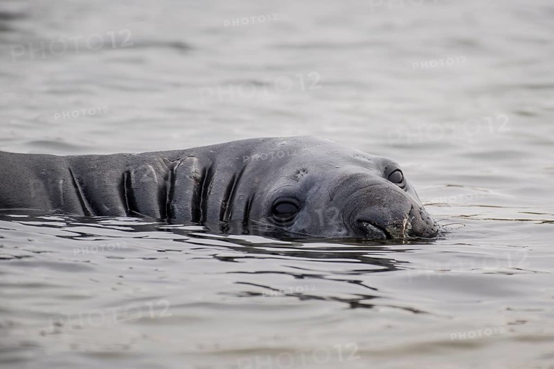 Southern elephant seal (Mirounga leonina) lies in water