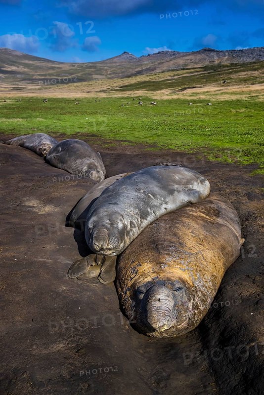 Southern elephant seals (Mirounga leonina)