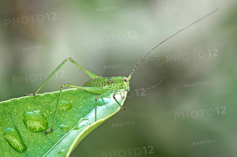 Speckled bush-cricket (Leptophyes punctatissima) sits on leaf