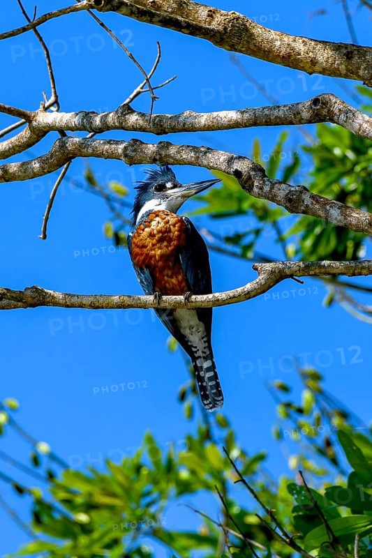 Ringed kingfisher (Megaceryle torquata)