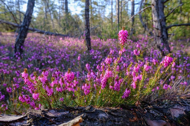 Flowering Winter heath (Erica carnea)