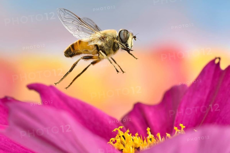 Dronefly (Eristalis tenax) in flight on a flower of s (Cosmos bipinnatus)