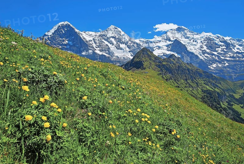 Mountain meadow with troll flowers on the Maennlichen in front of the triumvirate