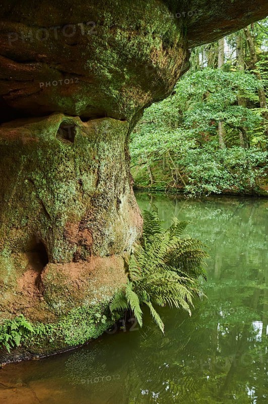 Rock with fern at the river Schwarzach