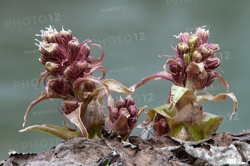 Common butterbur (Petasites hybridus)