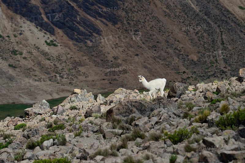 Vicuna (Vicugna vicugna ) on rocky ground
