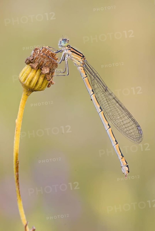 Damselfly (Zygoptera) sitting on a withered plant in warm light