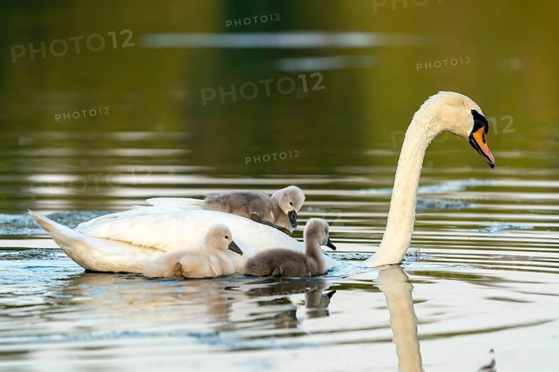 Mute swan (cygnus olor)