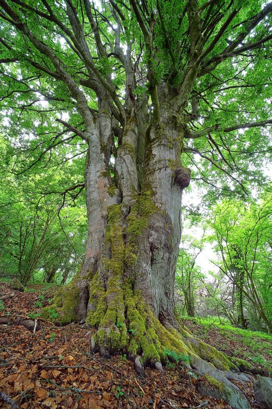 Old gnarled beech (Fagus sylvatica)