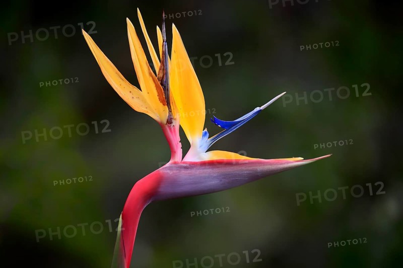 Rushes Bird of Paradise flower
