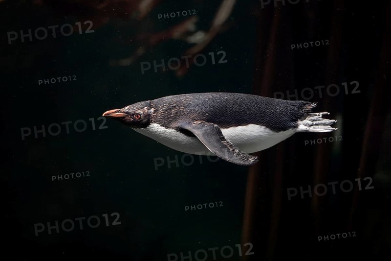 Northern Rockhopper Penguin (Eudyptes chrysocome)