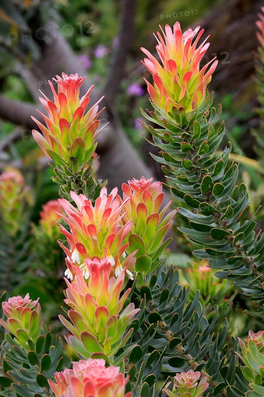 Protea