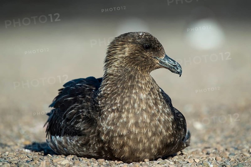 Great skua (Stercorarius skua) sitting on the beach