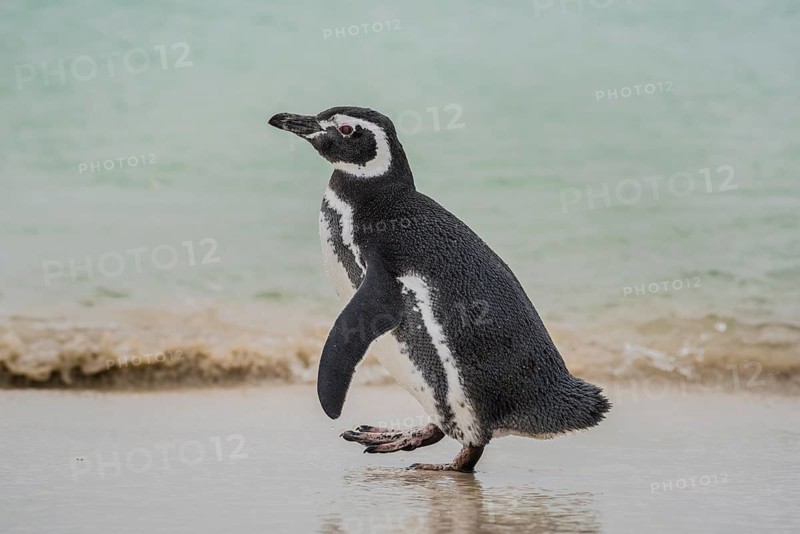 Magellanic penguin (Spheniscus magellanicus) at the beach