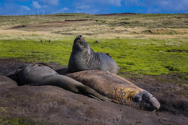 Southern elephant seal (Mirounga leonina)