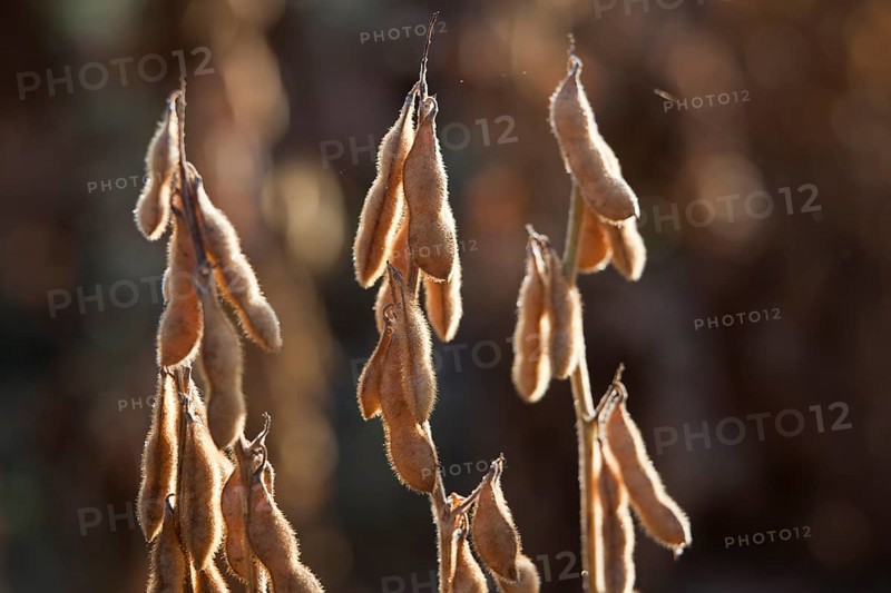 Mature Soybean ready to Harvest near Luis Eduardo Magalhaes