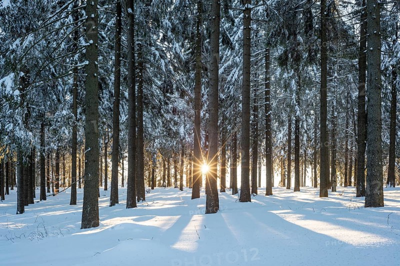 Snowy Norway spruce (Picea abies) forest at sunset