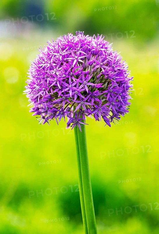 Allium (Allium aflatunense)