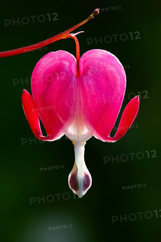 Old-fashioned bleeding-heart (Lamprocapnos spectabilis)