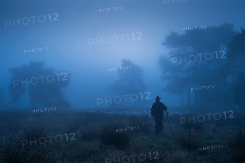 Shepherd with a flock of sheep in the heath at the Thuelsfelder Talsperrezur blauen Stunde