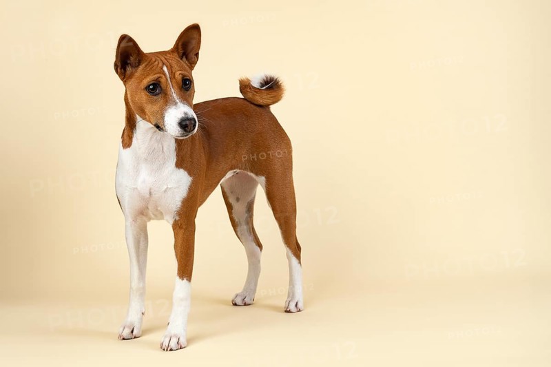 Basenji or Congo Terrier (Canis lupus familiaris)