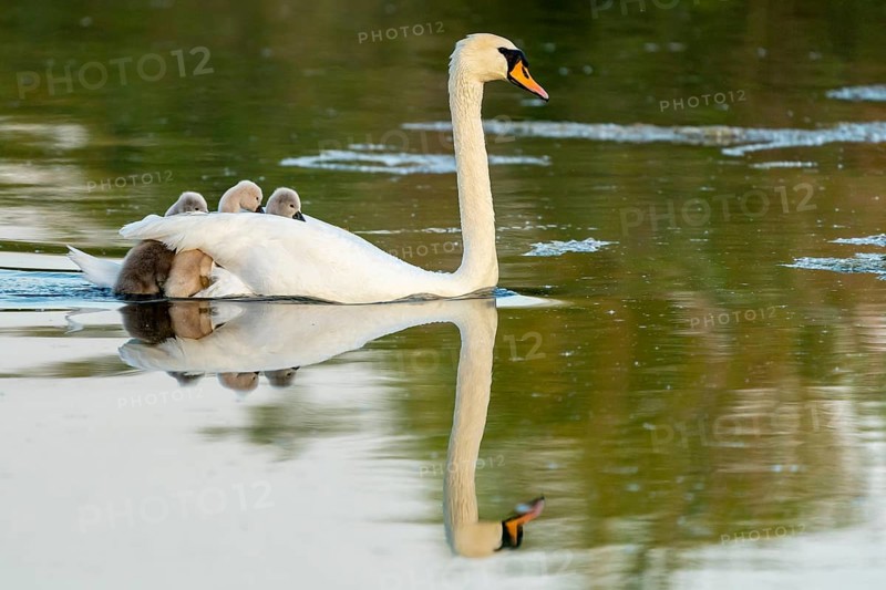 Mute swan (cygnus olor)