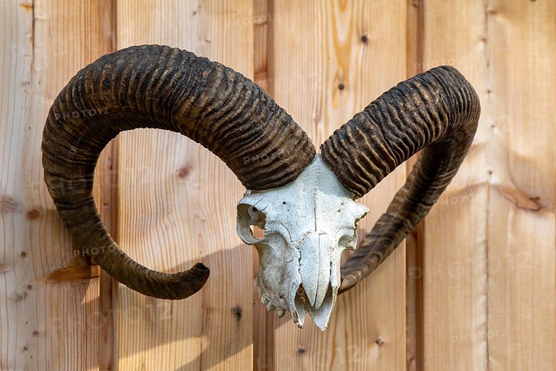 Skull of a mouflon (Ovis gmelini musimon) on a wooden wall