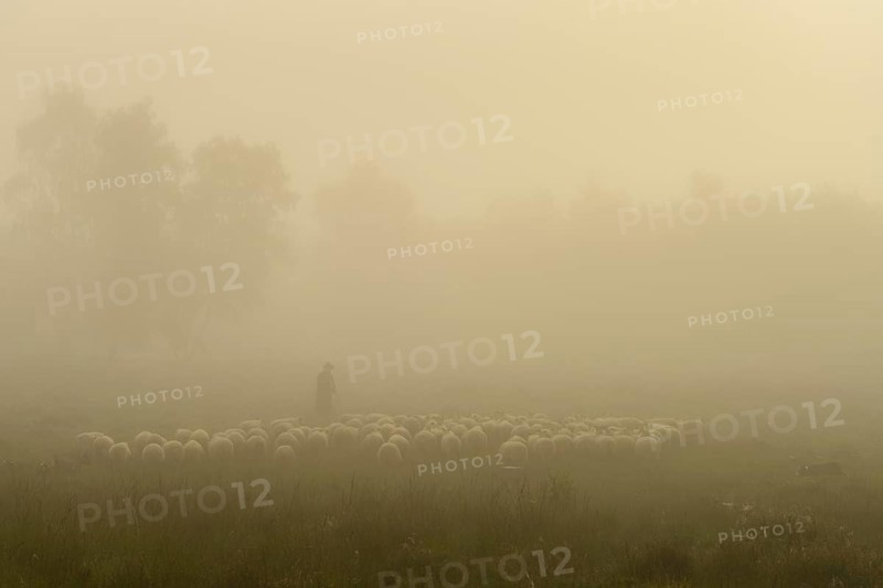 Shepherd with a flock of sheep in the heath at the Thuelsfeld dam at sunrise in the fog