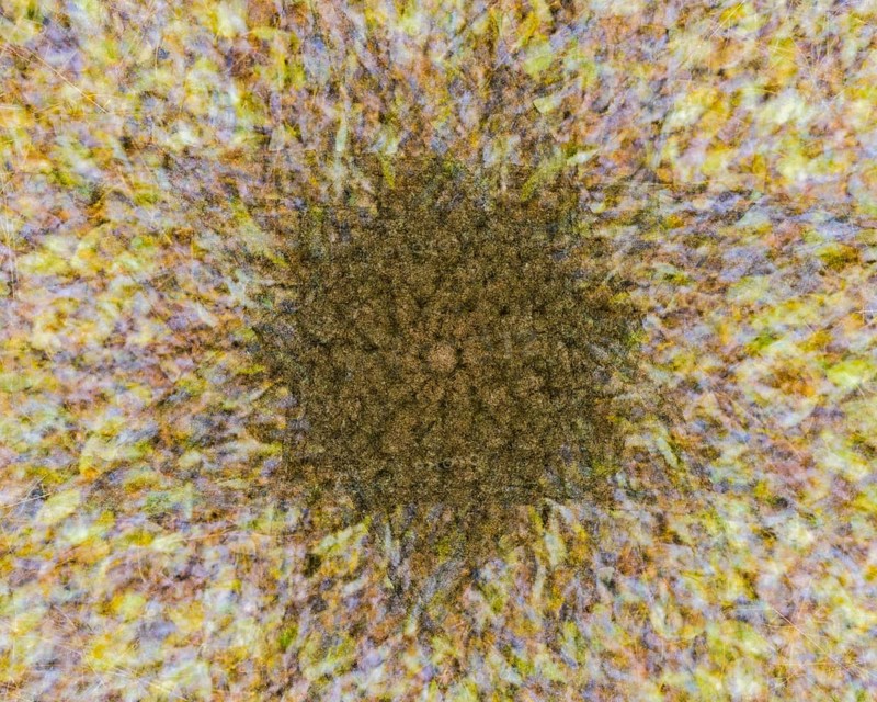 Autumn mosaic