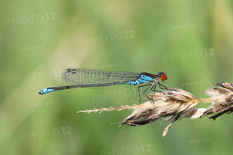 Small Red-eyed Damselfly (Erythromma viridulum )