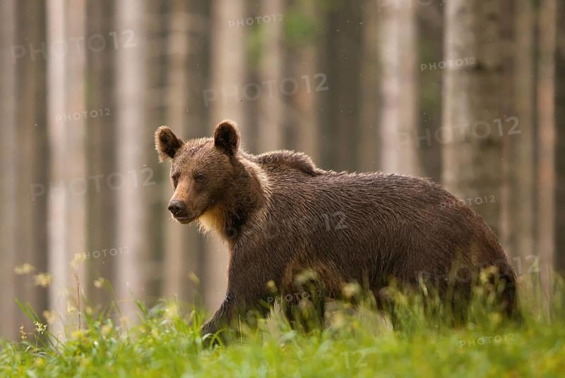 Young (Ursus arctos) in a spruce forest